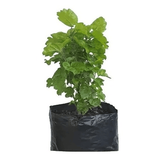 Millonaria Pequeña En Maceta Tipo Vivero Más Sustrato Orgánico 1