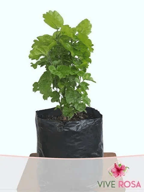 Millonaria Pequeña En Maceta Tipo Vivero Más Sustrato Orgánico