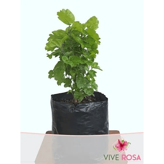 Millonaria Pequeña En Maceta Tipo Vivero Más Sustrato Orgánico 2