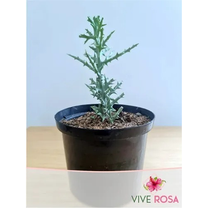 Euphorbia Stenoclada En Maceta Vivero P14 Más Sustrato 1