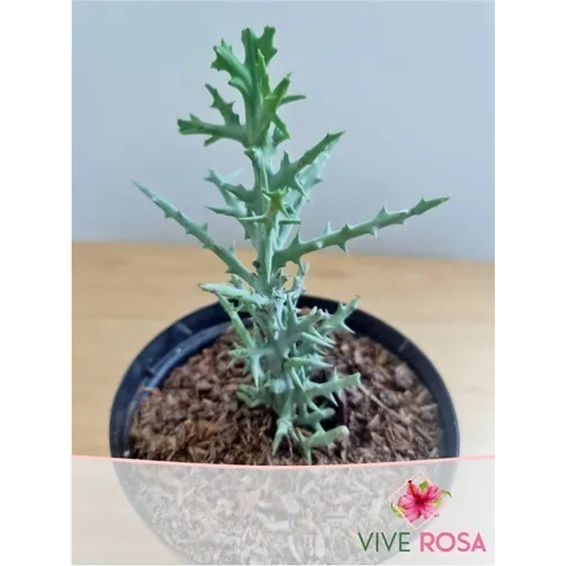 Euphorbia Stenoclada En Maceta Vivero P14 Más Sustrato 2