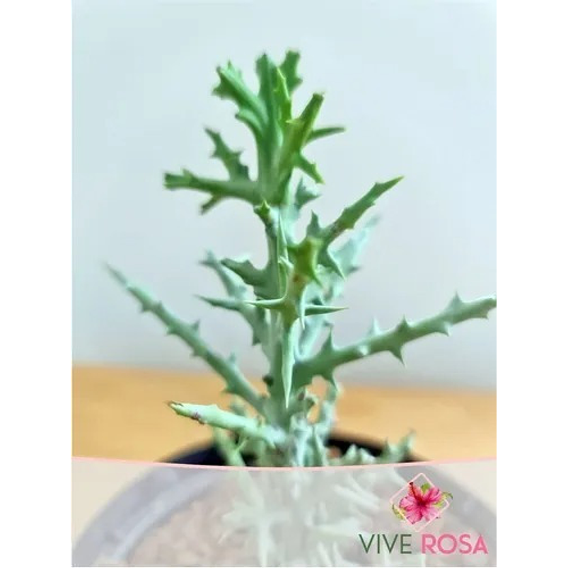 Euphorbia Stenoclada En Maceta Vivero P14 Más Sustrato 3