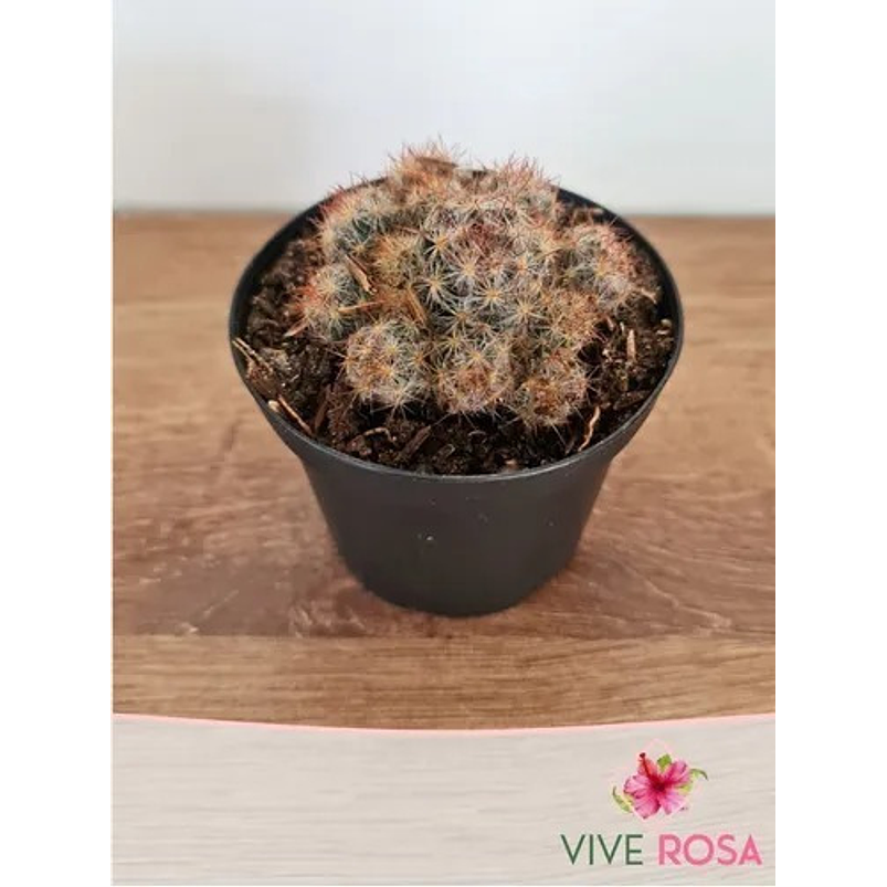 Cactus En Maceta Tipo Vivero Más Sustrato Organico 1