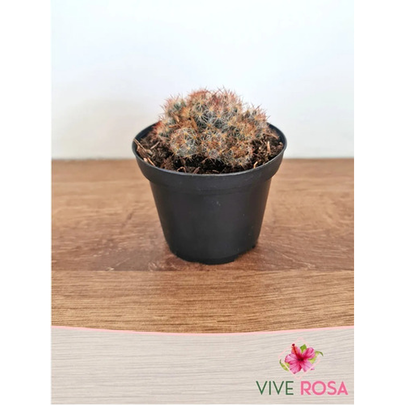 Cactus En Maceta Tipo Vivero Más Sustrato Organico 3