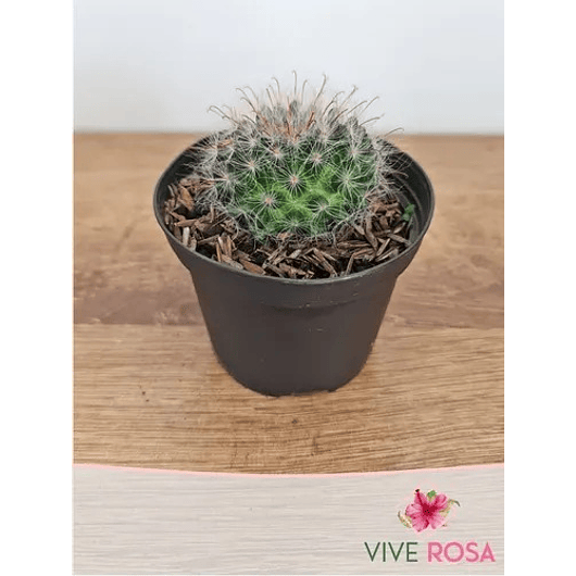 Cactus En Maceta Tipo Vivero Más Sustrato Organico 4