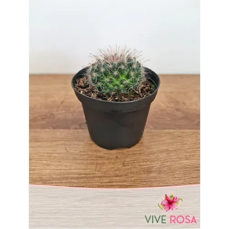 Cactus En Maceta Tipo Vivero Más Sustrato Organico 2