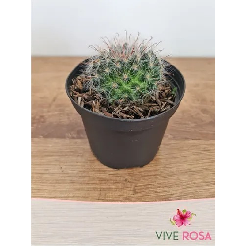 Cactus En Maceta Tipo Vivero Más Sustrato Organico 6