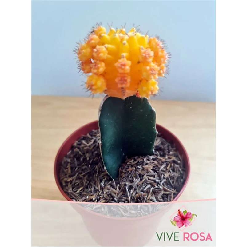 Cactus Injerto Japonés Más Sustrato Orgánico Más Maceta Vivero 2