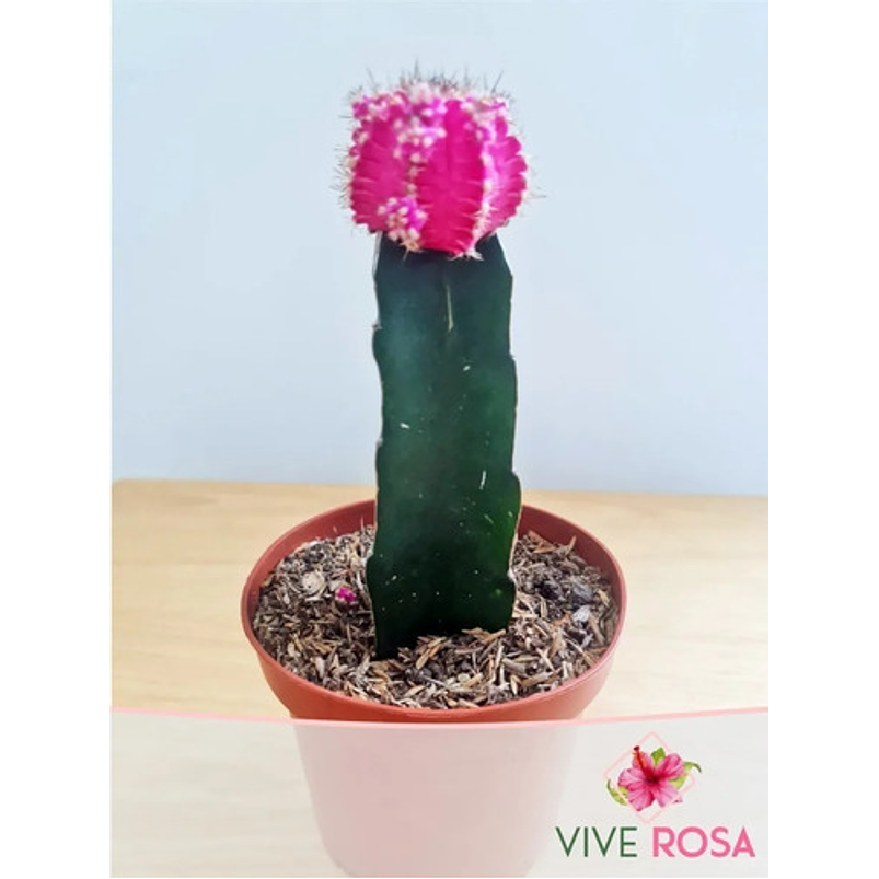 Cactus Injerto Japonés Más Sustrato Orgánico Más Maceta Vivero 4