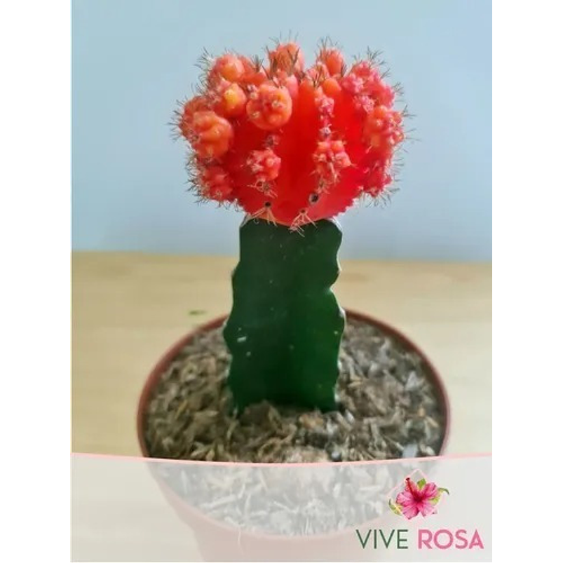 Cactus Injerto Japonés Más Sustrato Orgánico Más Maceta Vivero 5