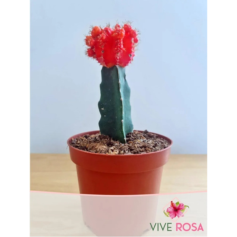 Cactus Injerto Japonés Más Sustrato Orgánico Más Maceta Vivero 6