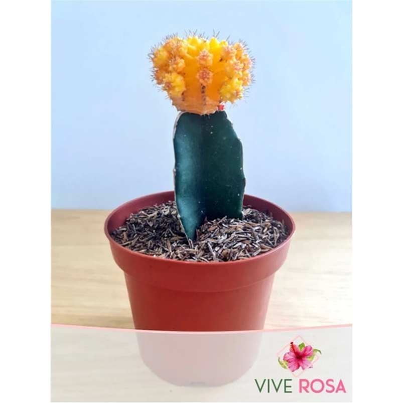 Cactus Injerto Japonés Más Sustrato Orgánico Más Maceta Vivero 7