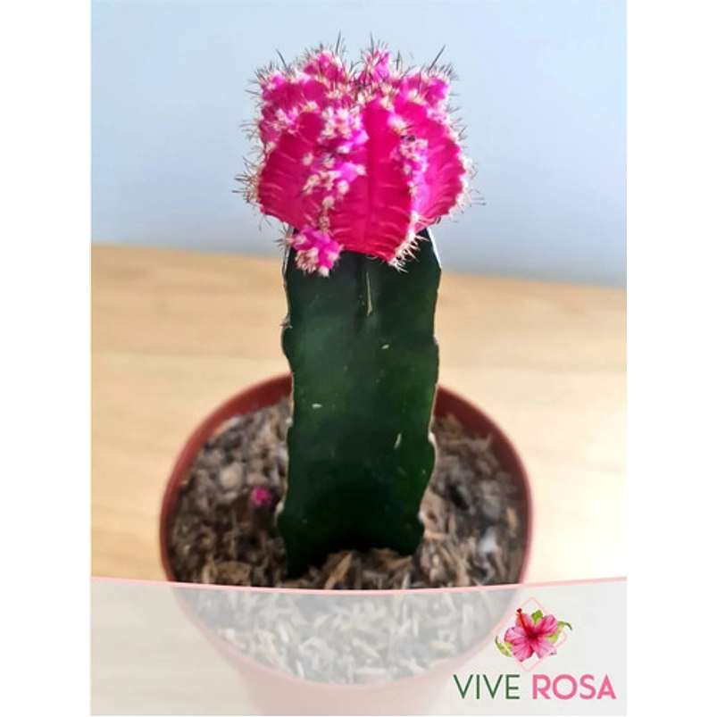 Cactus Injerto Japonés Más Sustrato Orgánico Más Maceta Vivero 8
