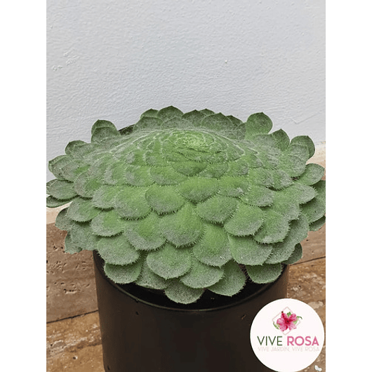 Suculenta Rosa De Jericó Más Sustrato Orgánico y Maceta Vivero 1