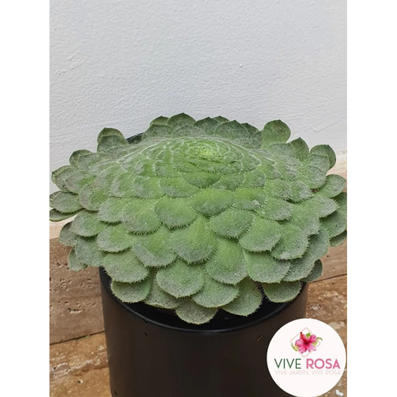 Suculenta Rosa De Jericó Más Sustrato Orgánico y Maceta Vivero 1