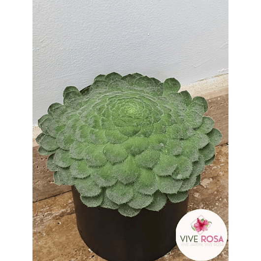 Suculenta Rosa De Jericó Más Sustrato Orgánico y Maceta Vivero 2