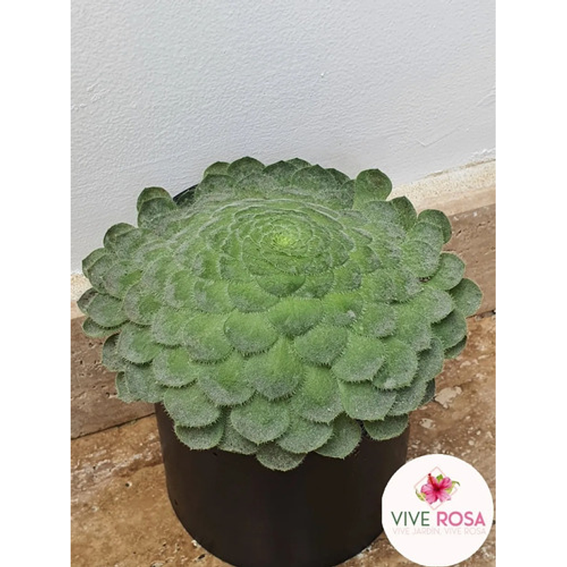 Suculenta Rosa De Jericó Más Sustrato Orgánico y Maceta Vivero 2