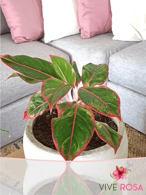 Aglaonema Roja En Maceta Tipo Vivero Más Sustrato Orgánico