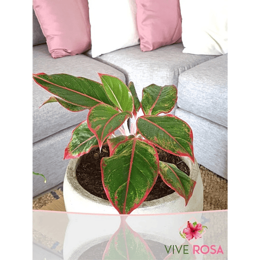 Aglaonema Roja En Maceta Tipo Vivero Más Sustrato Orgánico 1