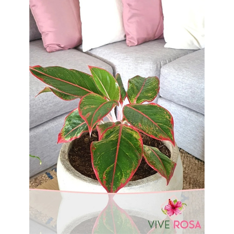 Aglaonema Roja En Maceta Tipo Vivero Más Sustrato Orgánico 1
