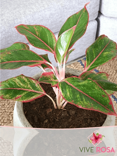 Aglaonema Roja En Maceta Tipo Vivero Más Sustrato Orgánico