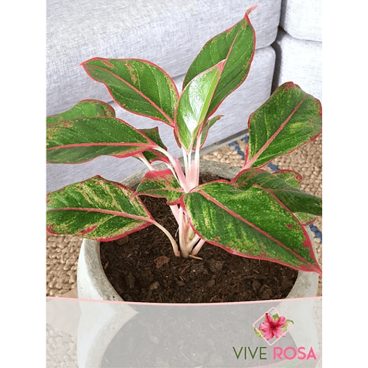 Aglaonema Roja En Maceta Tipo Vivero Más Sustrato Orgánico 2