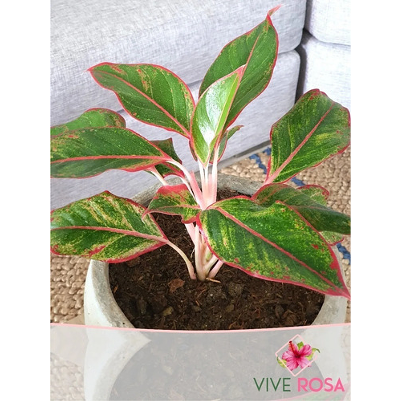 Aglaonema Roja En Maceta Tipo Vivero Más Sustrato Orgánico 2