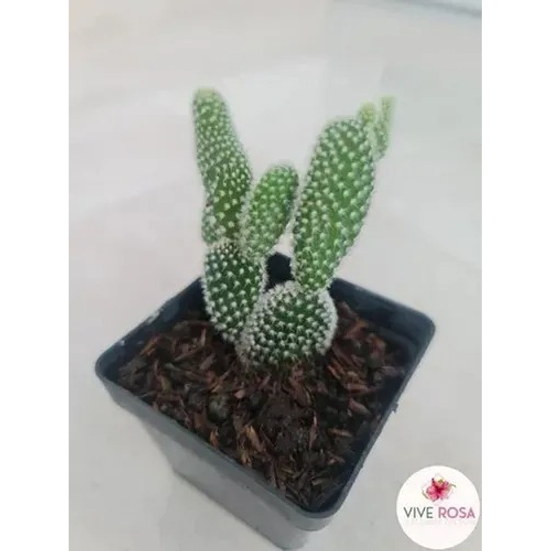 Cactus Mickey Mouse En Maceta Tipo Vivero Más Sustrato 2