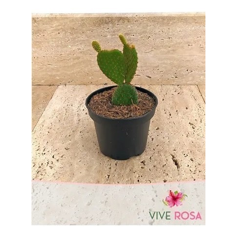 Cactus Mickey Mouse En Maceta Tipo Vivero Más Sustrato 3