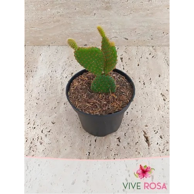 Cactus Mickey Mouse En Maceta Tipo Vivero Más Sustrato 4