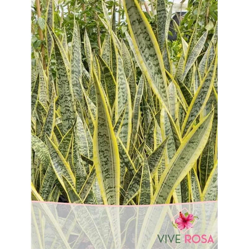 Sansiviera Amarilla En Maceta Tipo Vivero Más Sustrato 1