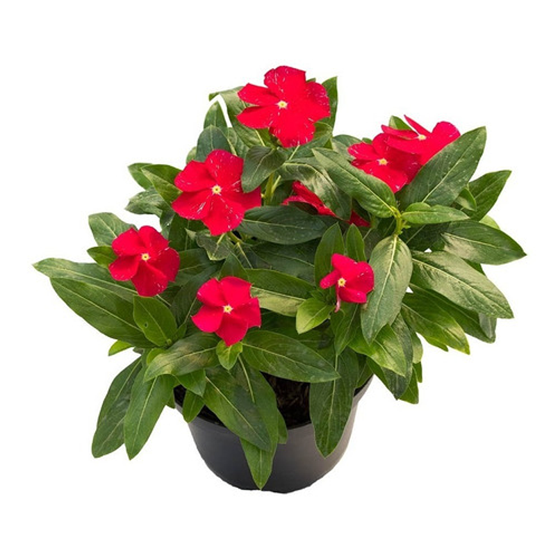 Vincas Natural Más Sustrato Orgánico Más Maceta Plástica 1