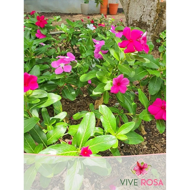 Vincas Natural Más Sustrato Orgánico Más Maceta Plástica 2