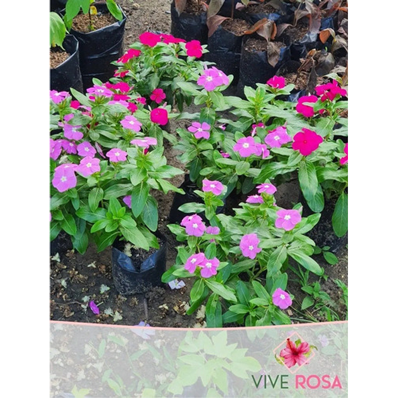 Vincas Natural Más Sustrato Orgánico Más Maceta Plástica 3