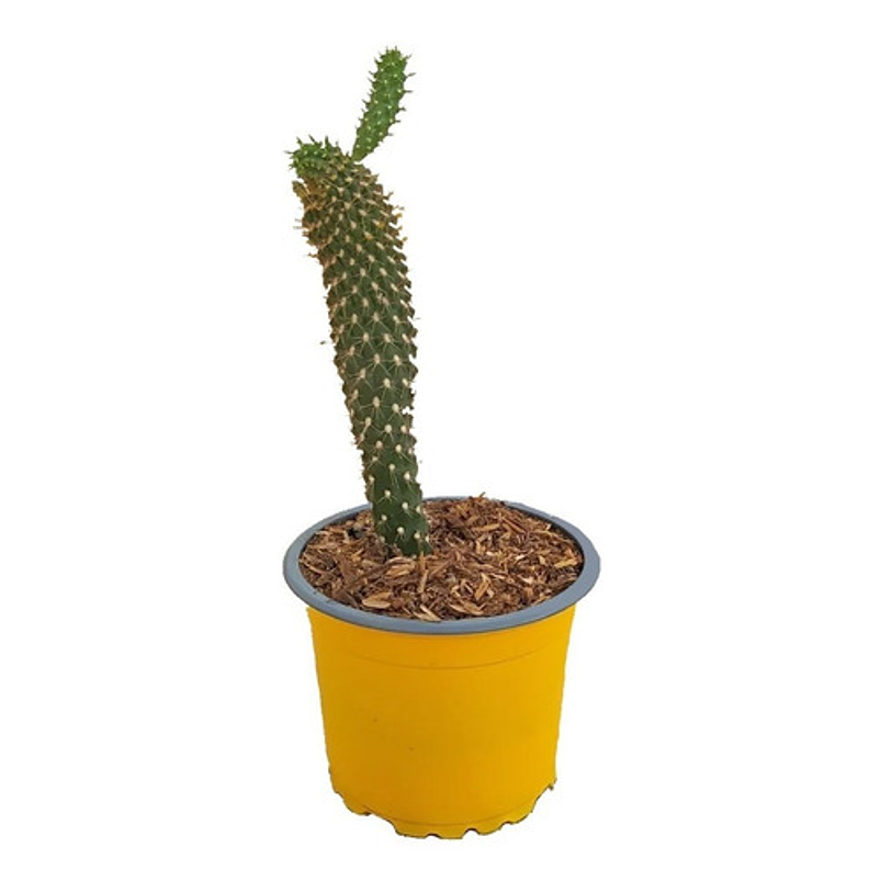 Cactus En Maceta Tipo Vivero Más Sustrato Organico 1