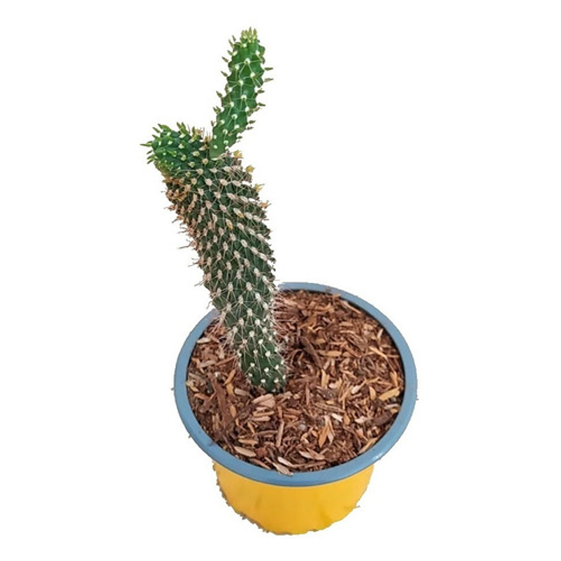 Cactus En Maceta Tipo Vivero Más Sustrato Organico 2