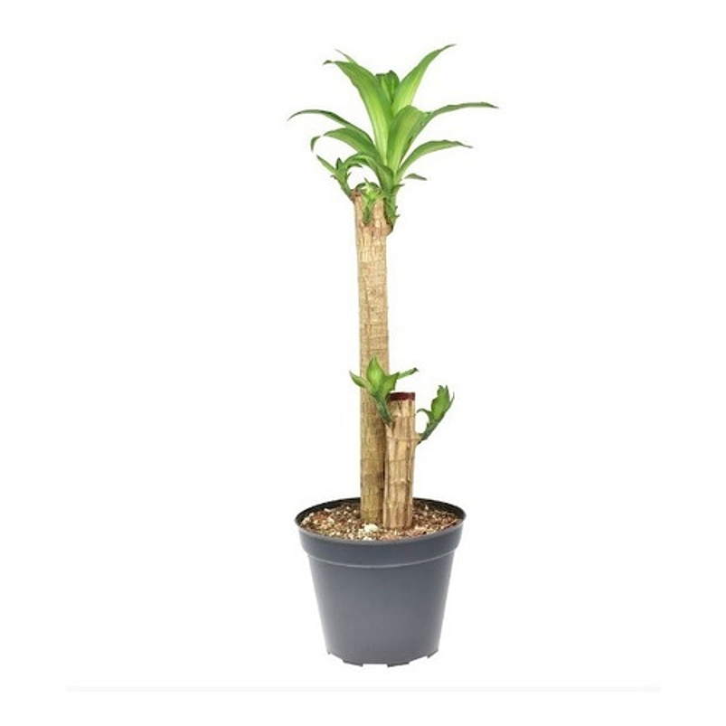 Tronco De Brasil Más Sustrato Orgánico Más Maceta Vivero 1