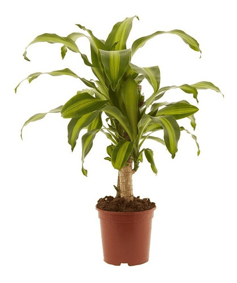 Tronco De Brasil Más Sustrato Orgánico Más Maceta Vivero