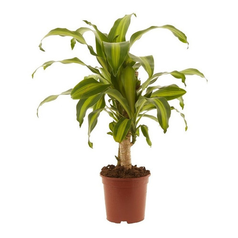 Tronco De Brasil Más Sustrato Orgánico Más Maceta Vivero 2