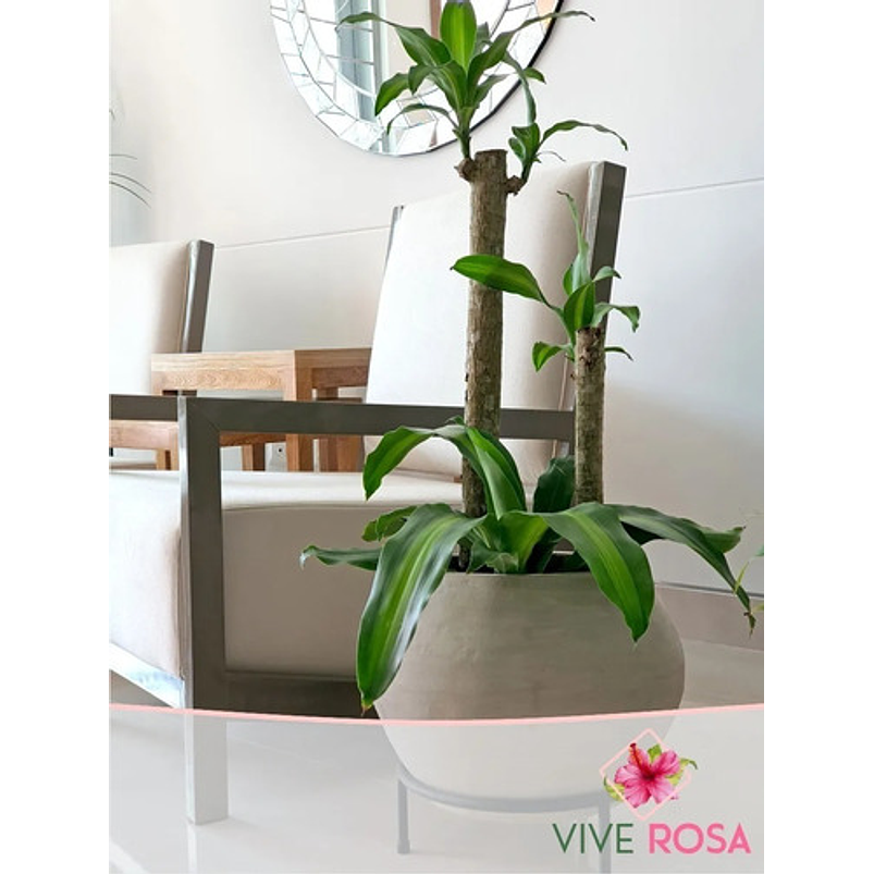 Tronco De Brasil Más Sustrato Orgánico Más Maceta Vivero 3