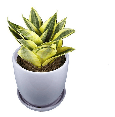 Sansiviera Enana En Maceta Tipo Vivero Más Sustrato