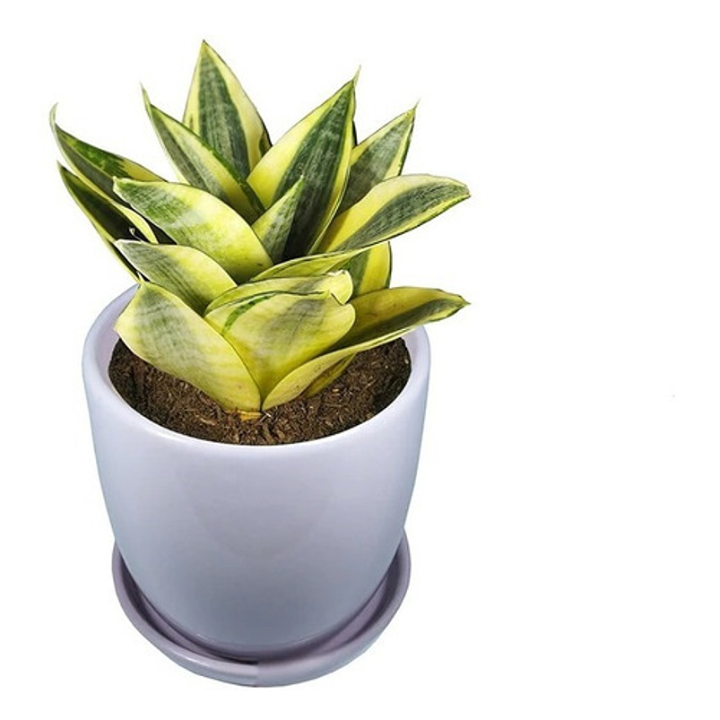 Sansiviera Enana En Maceta Tipo Vivero Más Sustrato 2