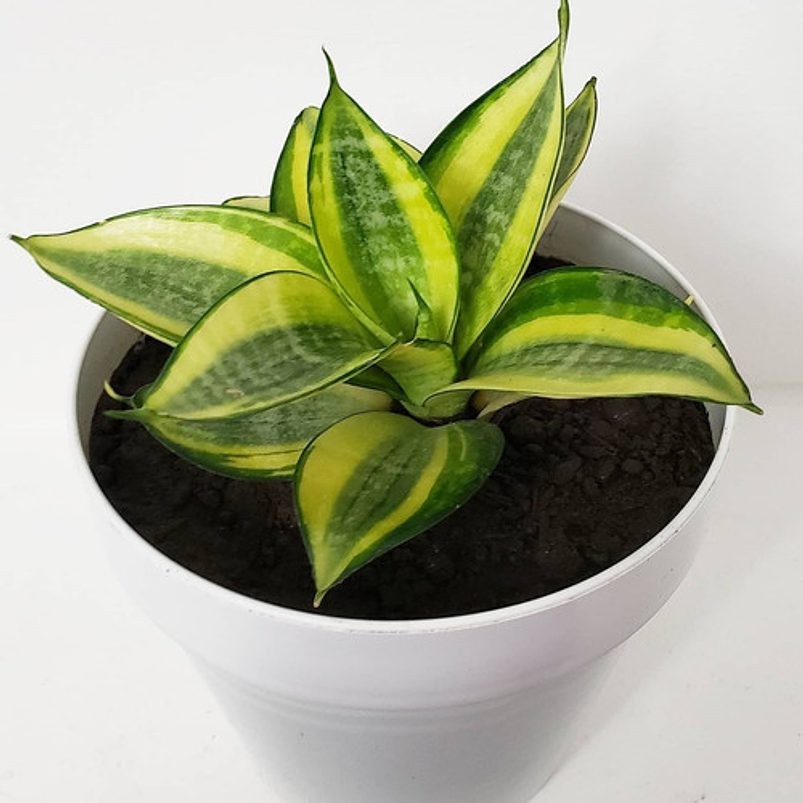 Sansiviera Enana En Maceta Tipo Vivero Más Sustrato 3