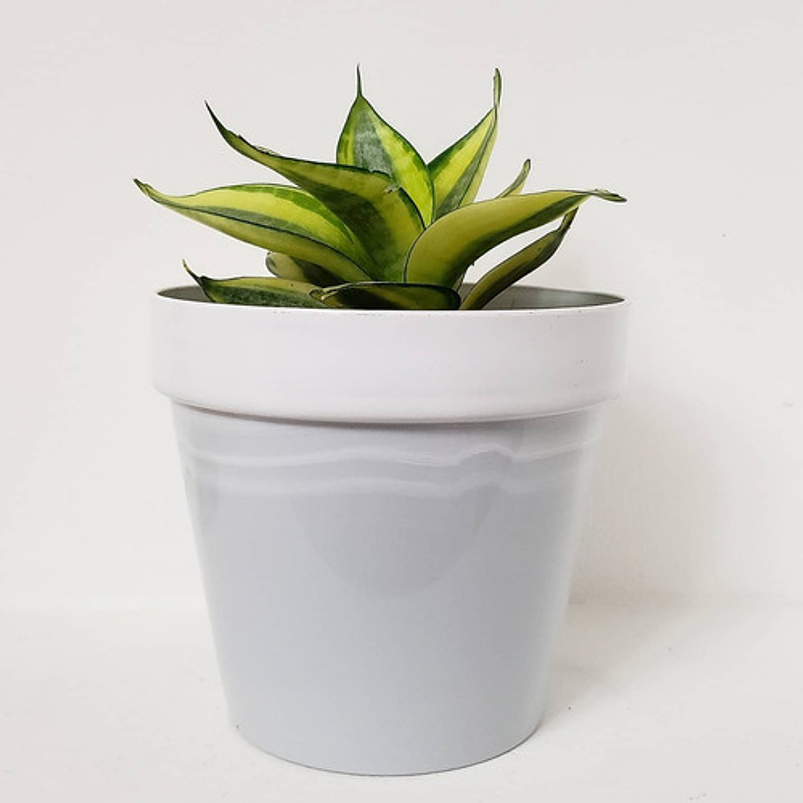 Sansiviera Enana En Maceta Tipo Vivero Más Sustrato 4