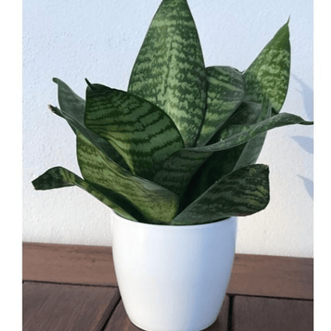 Sansiviera Enana En Maceta Tipo Vivero Más Sustrato