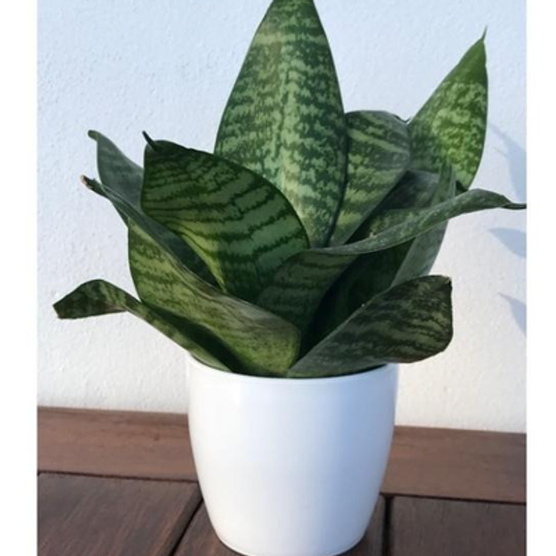 Sansiviera Enana En Maceta Tipo Vivero Más Sustrato 1