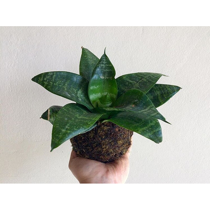 Sansiviera Enana En Maceta Tipo Vivero Más Sustrato 6