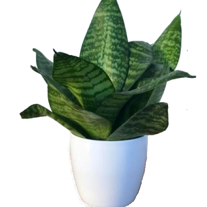 Sansiviera Enana En Maceta Tipo Vivero Más Sustrato 7