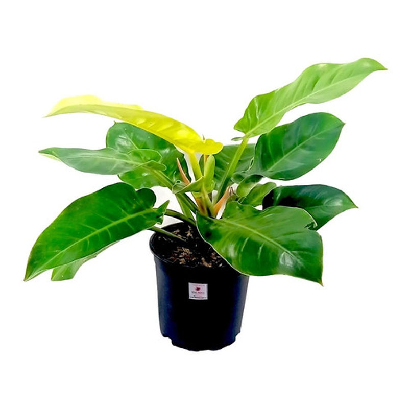 Philodendron Moonlight Planta Natural En Maceta Tipo Vivero 1