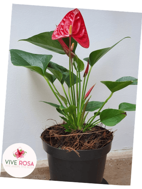 Anturio Importado Enano Rojo En Maceta Tipo Vivero + Sustrato